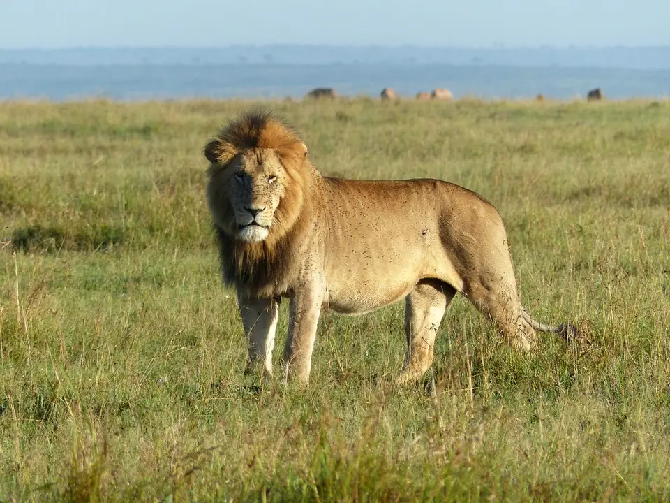 comp_P1110506.jpg