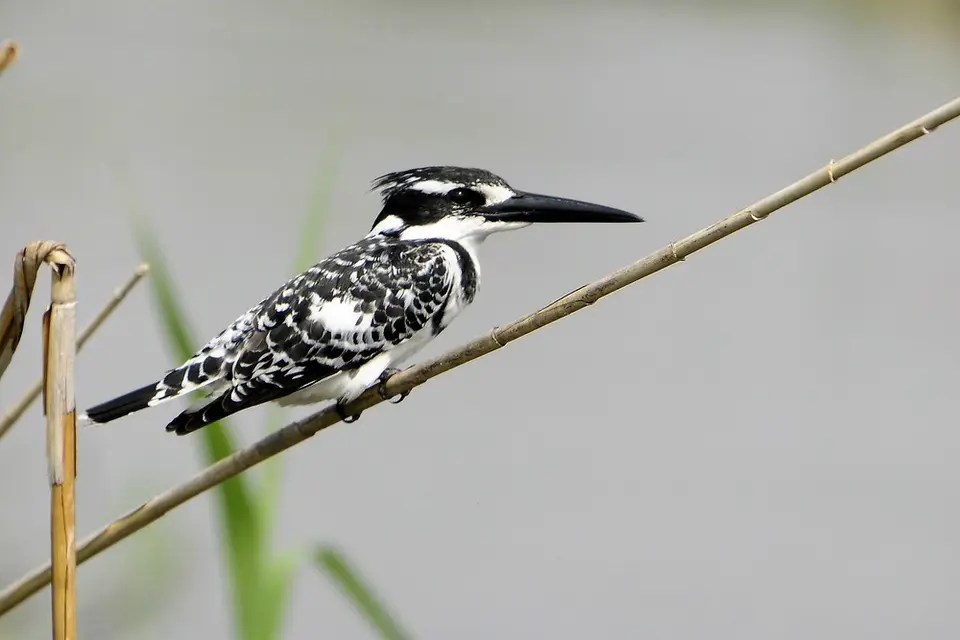 comp__DSC5172.jpg