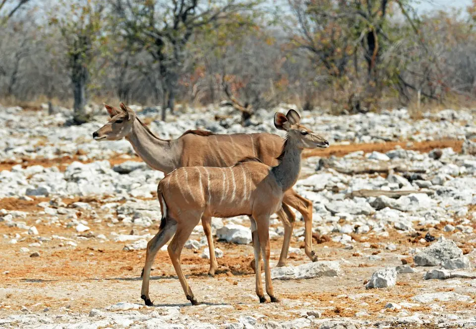 hebad1bd.jpg