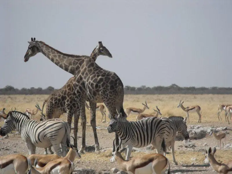 Namibia1081.jpg