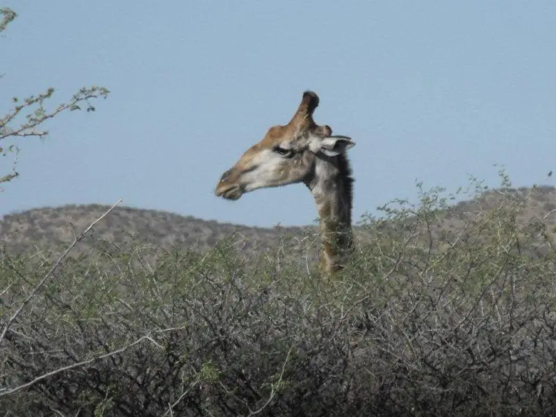 Namibia892.jpg