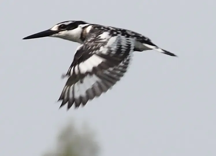 Vogel-im_Flug-400mm-1zu1.jpg