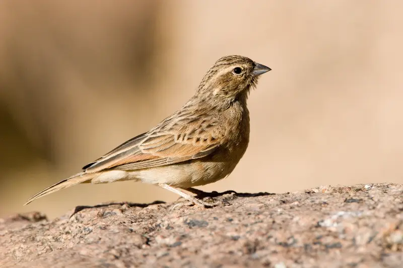 887-larklike-bunting-1-1.jpg