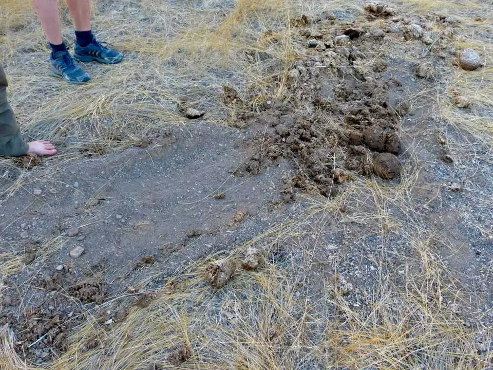 Rhinokacke.JPG