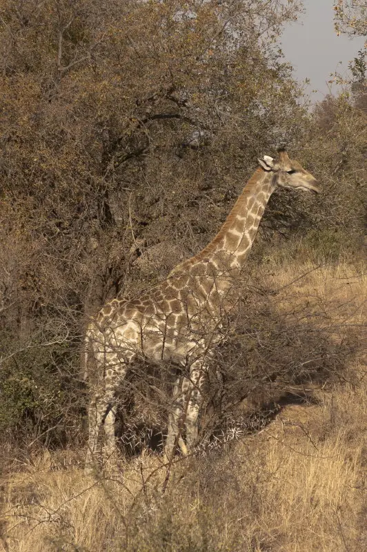 Giraffe_1_1.jpg