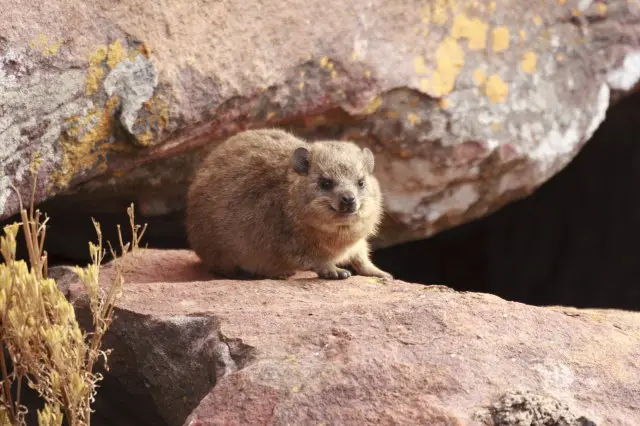 IMG_7971RockDassie_1.jpg