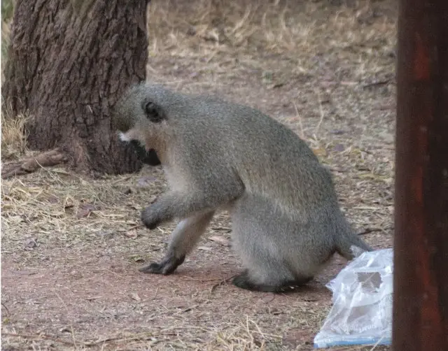 IMG_8097Affe_1.jpg