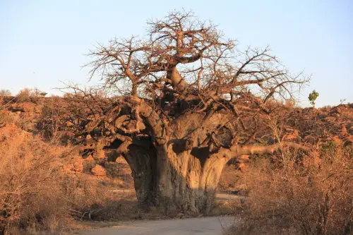 IMG_8148Baobab_1_2012-08-28.jpg