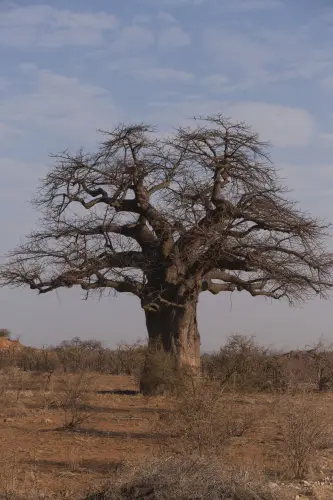 IMG_8162Baobab_1.jpg