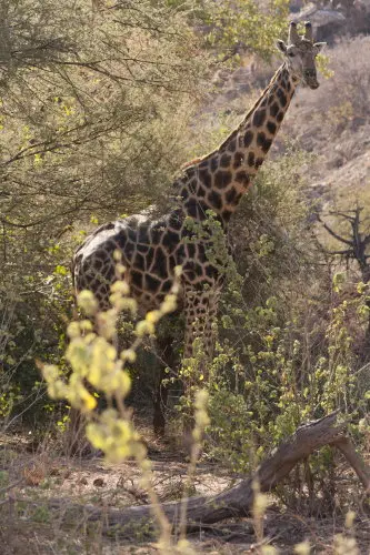 IMG_8189GamedriveGiraffe_1.jpg
