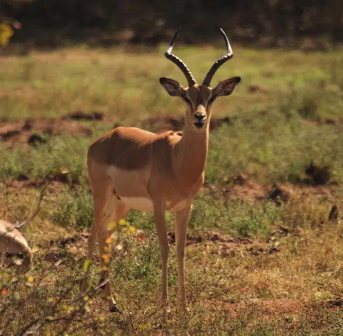 IMG_8312Impala_1.jpg