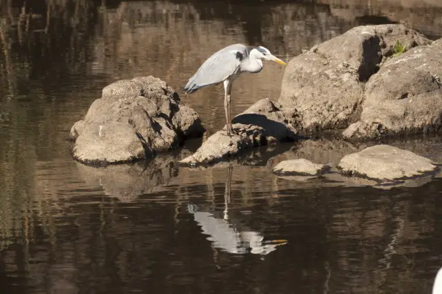 IMG_8949WasservogelamSweniHide_1.jpg