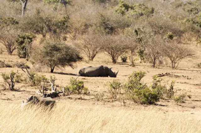 IMG_8960RhinoamKamunaDam_1.jpg