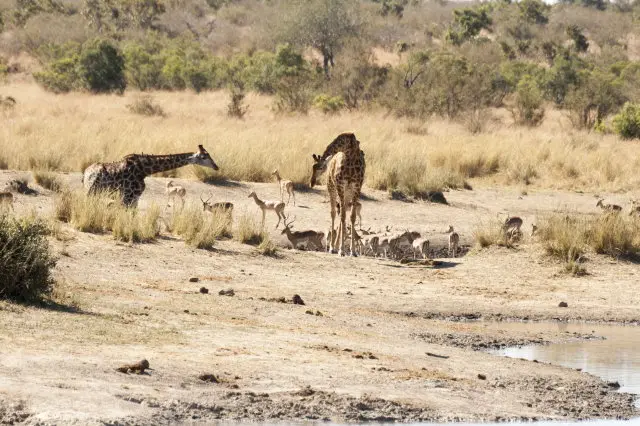 IMG_8961GiraffenamKamunaDam_1.jpg