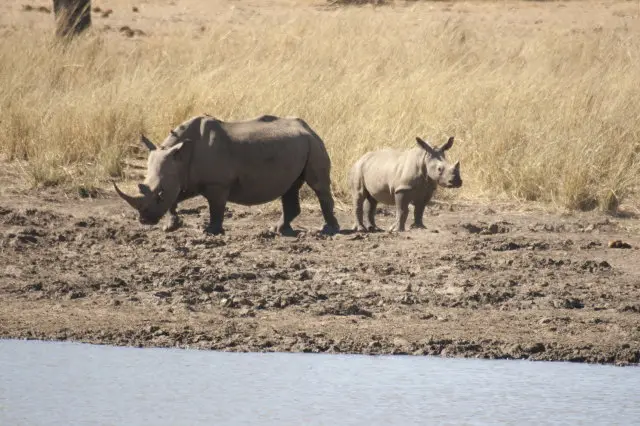 IMG_8962RhinoamKamunaDam_1.jpg