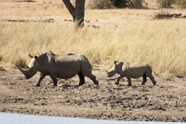 IMG_8963RhinoamKamunaDam_1.jpg