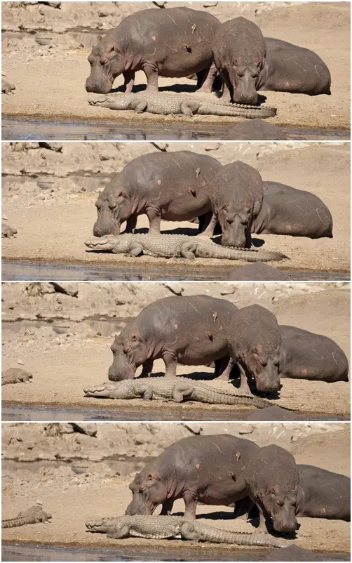MobbingHippos.jpg