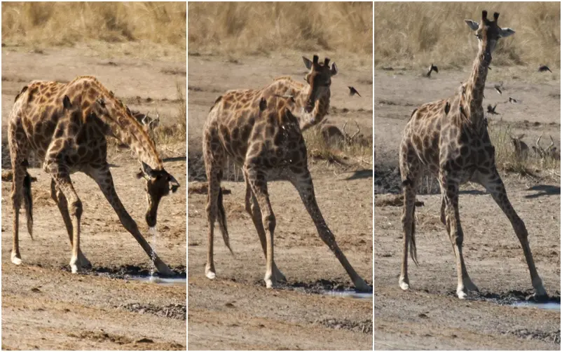 TrinkendeGiraffe.jpg