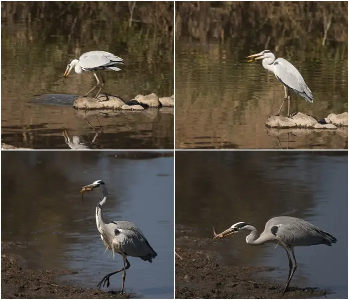 bersichtVogelmitFisch.jpg