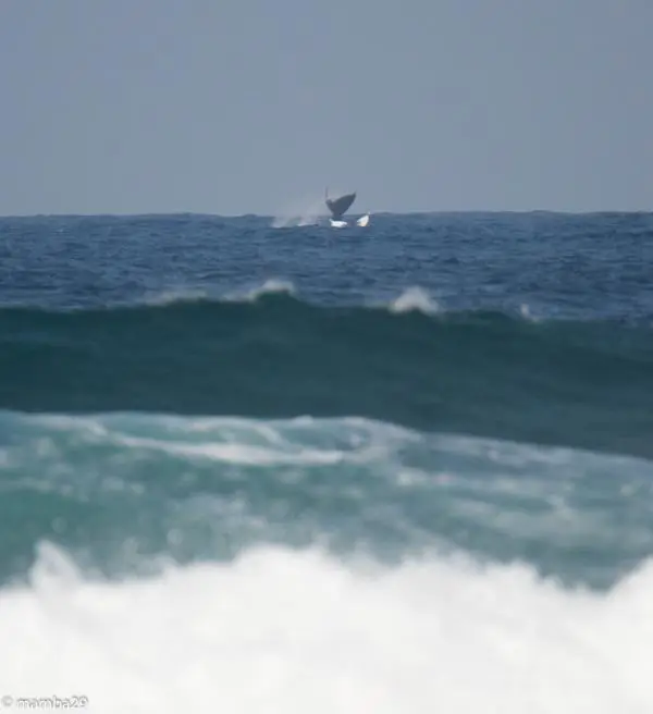 h2533499.JPG