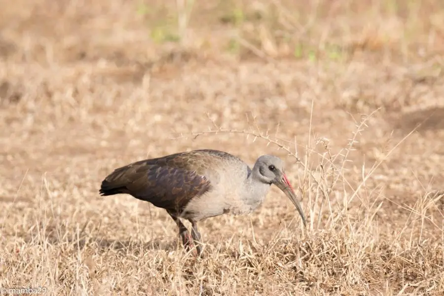 h95c6695.JPG