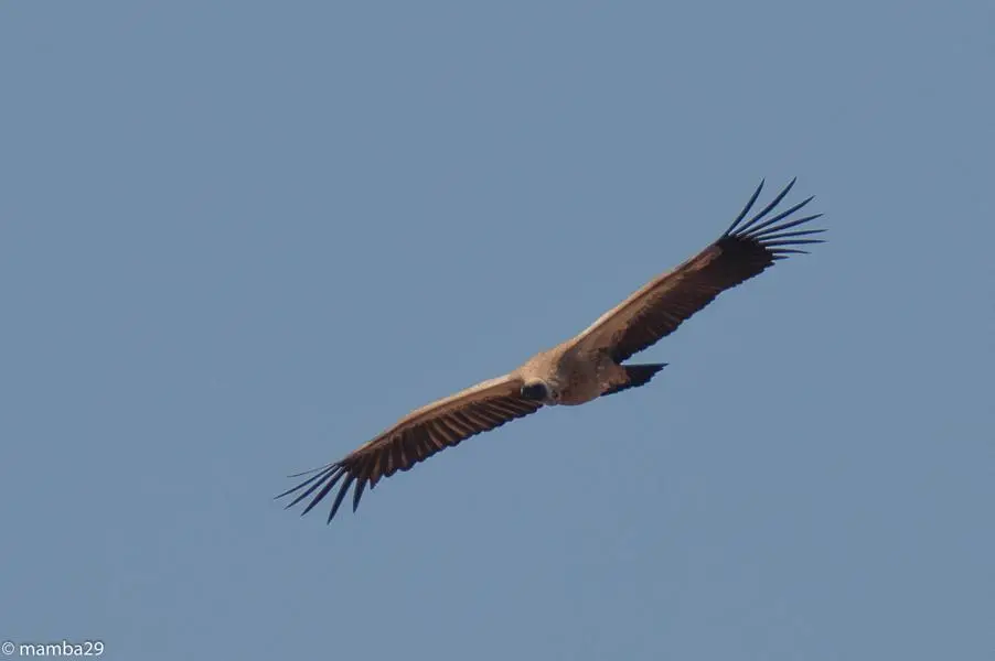 hc97c11c.JPG