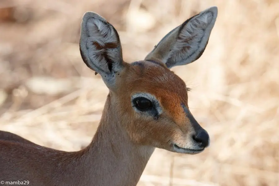 he1f1284.JPG