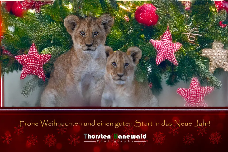Weihnachten2024www.jpg
