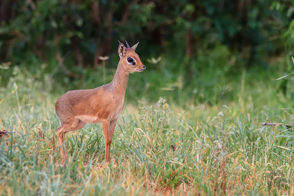 hd99ecd9.jpg