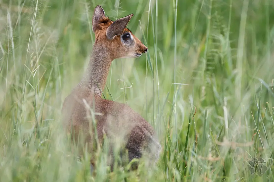 he39917c.jpg