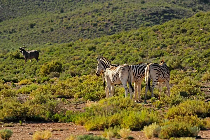 h5857232.jpg