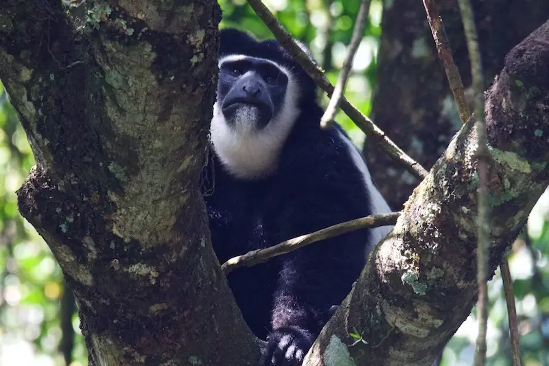 Arusha262.jpg