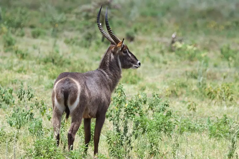 Arusha269.jpg