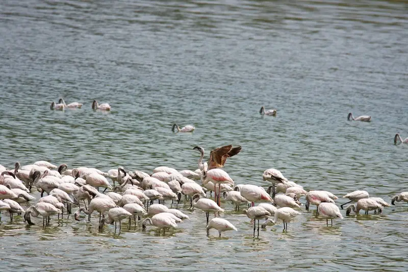 Arusha273.jpg