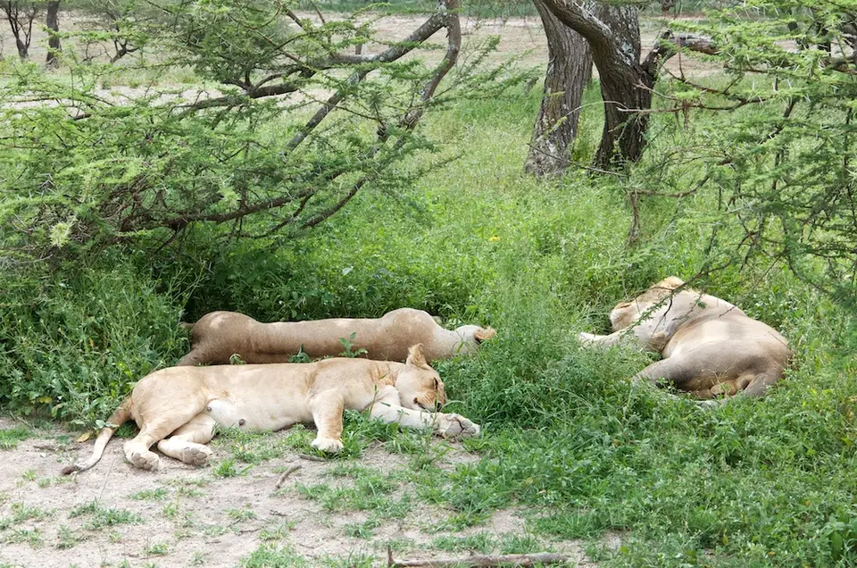 S.Serengeti-L1452.jpg