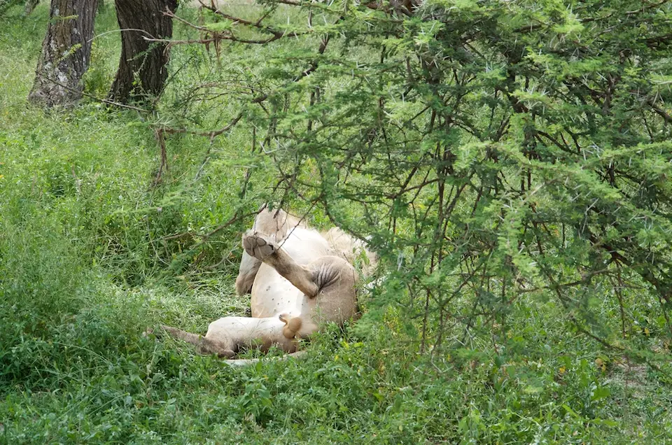 S.Serengeti-L1453.jpg