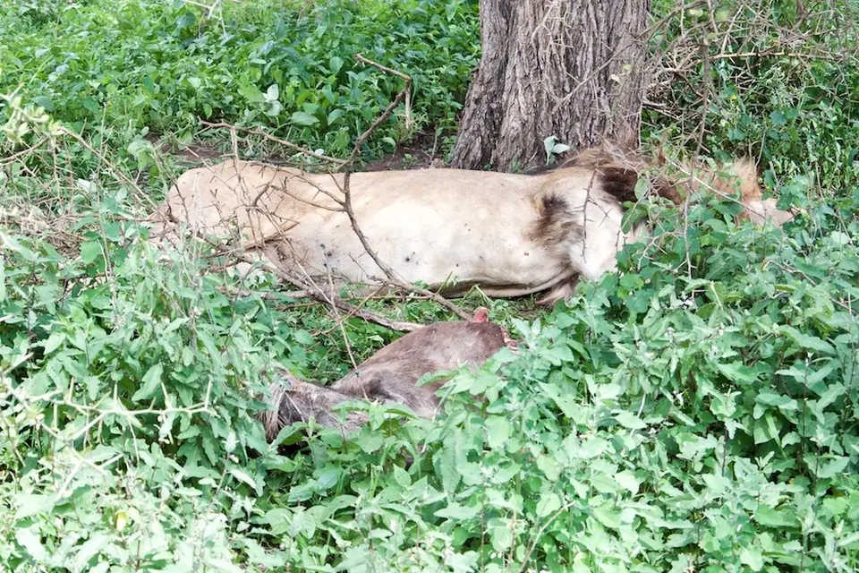 S.Serengeti-L2459.jpg