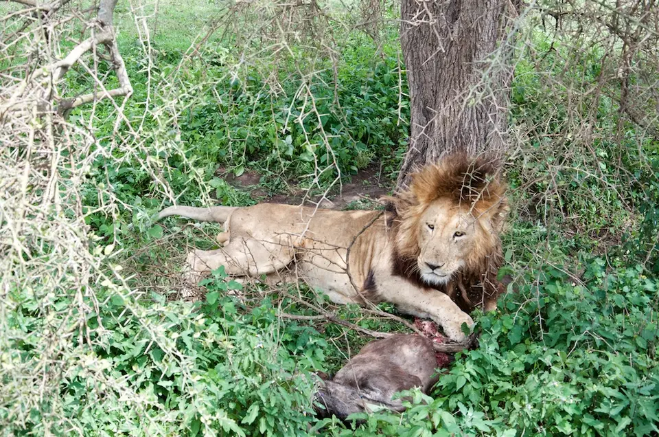 S.Serengeti-L2460.jpg