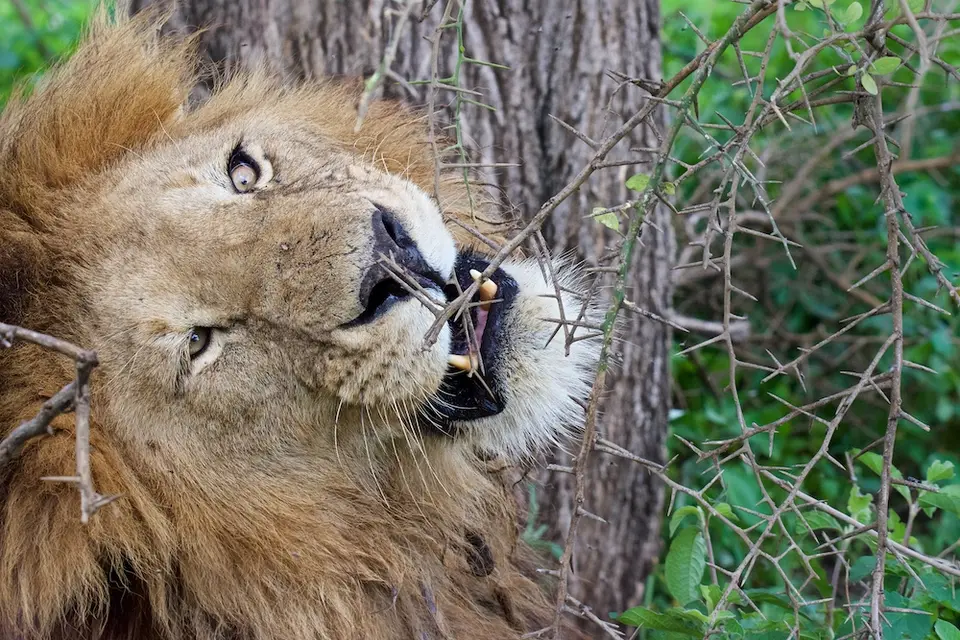 S.Serengeti-L2467.jpg