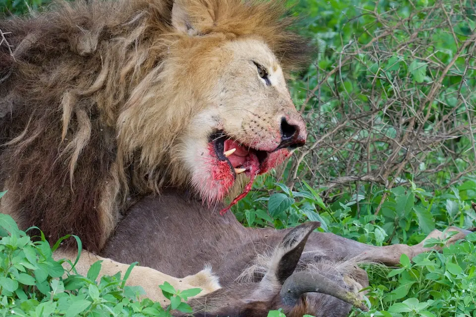 S.Serengeti-L2472.jpg