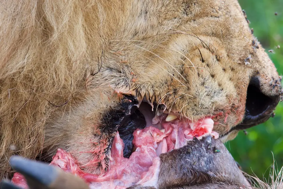 S.Serengeti-L2475.jpg