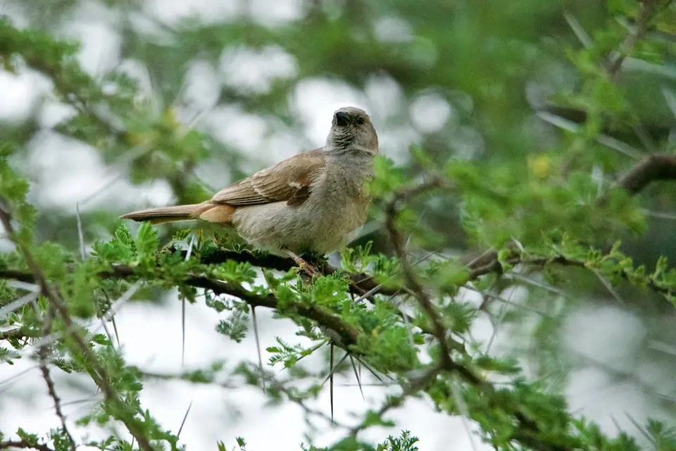 S.Serengeti442.jpg