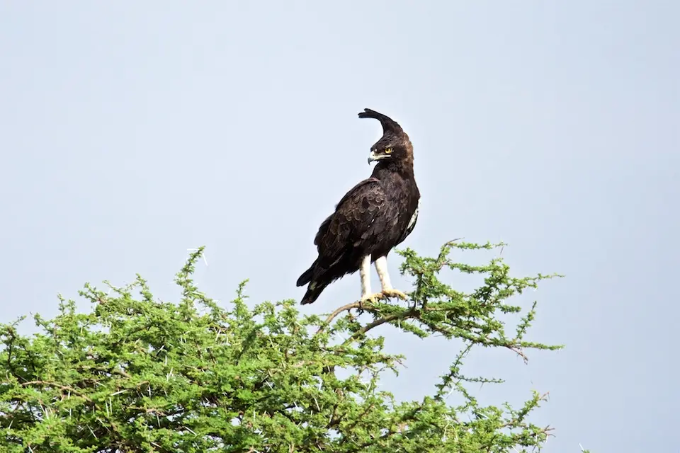 S.Serengeti448.jpg