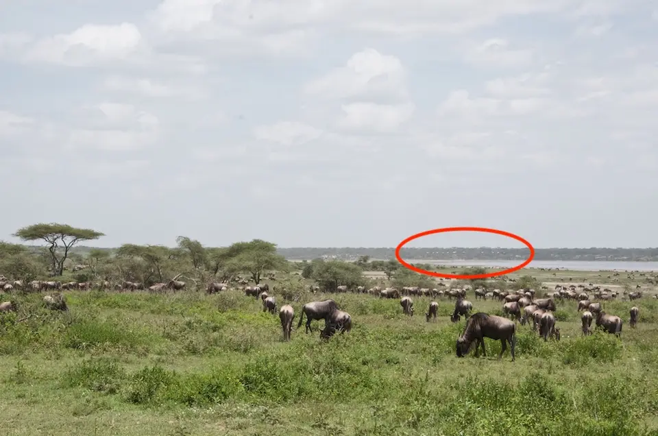 S.Serengeti458Kopie.jpg