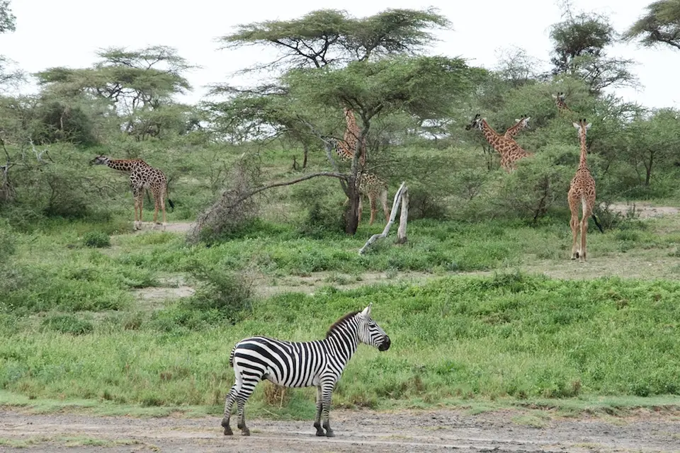S.Serengeti461.jpg