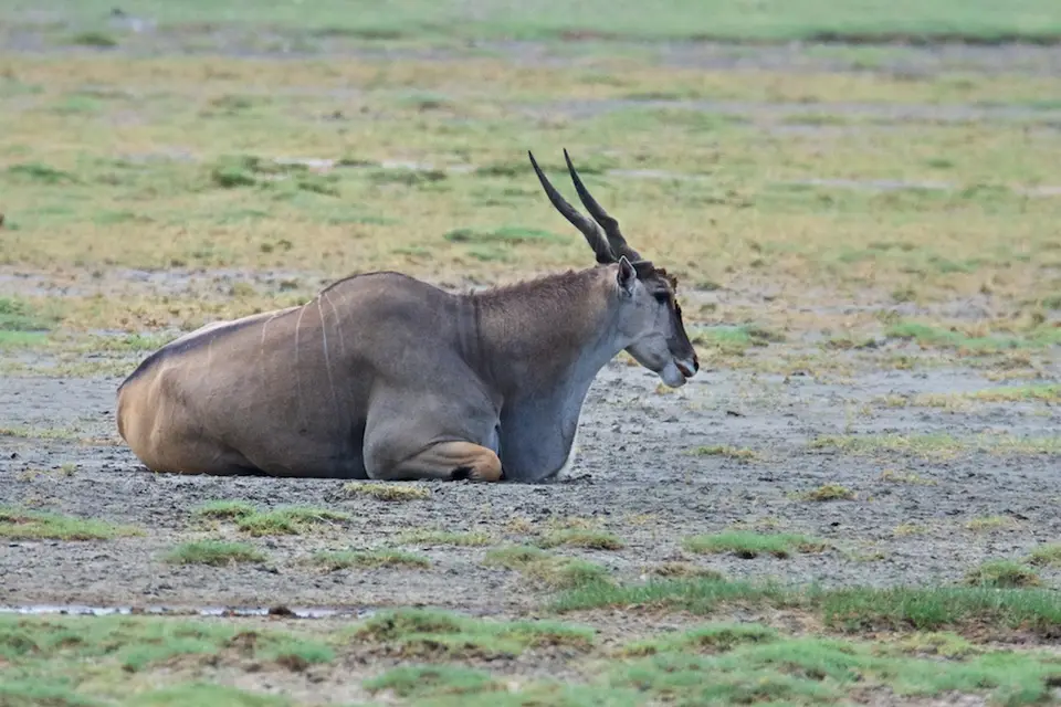 S.Serengeti463.jpg