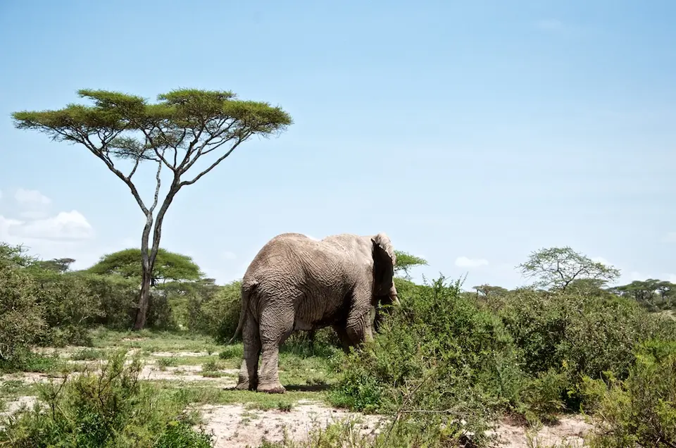 S.Serengeti468.jpg