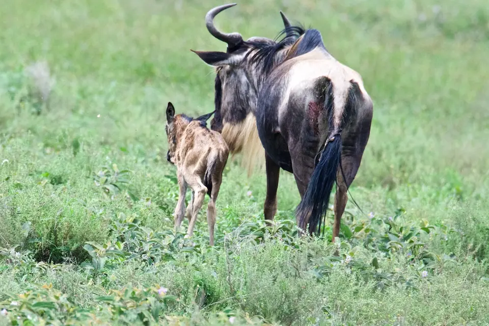 S.Serengeti473.jpg