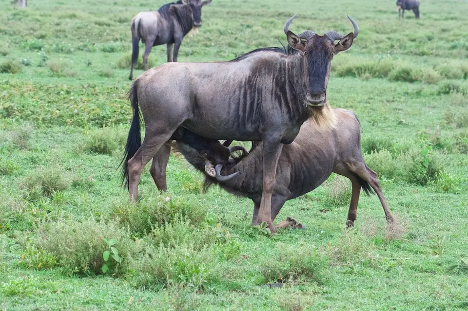 S.Serengeti478.jpg