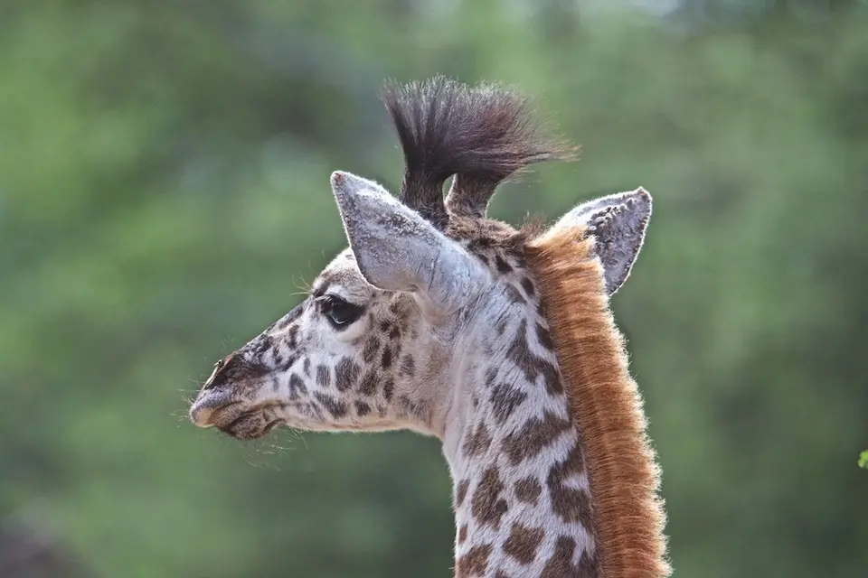 S.Serengeti482.jpg